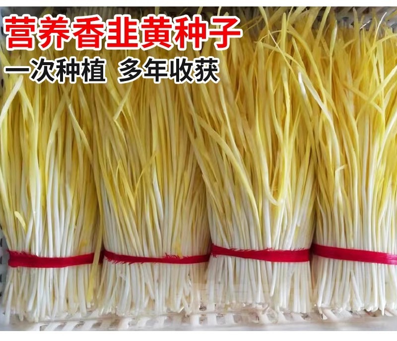久星15号韭黄种子抗寒抗病直立叶色金黄辛香味浓