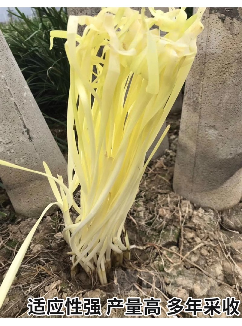 久星15号韭黄种子抗寒抗病直立叶色金黄辛香味浓