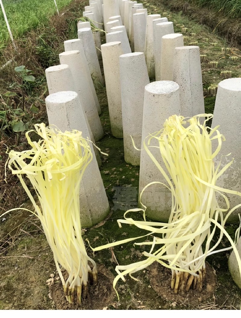 久星15号韭黄种子抗寒抗病直立叶色金黄辛香味浓