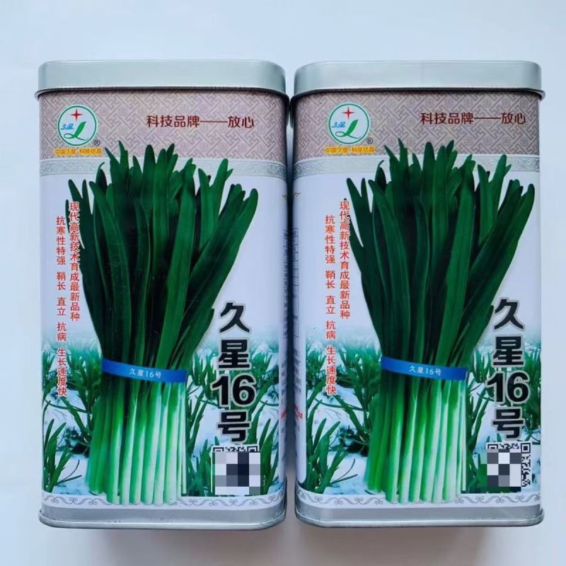 久星16号韭菜种子抗病抗寒冬季不休眠直立不易干尖