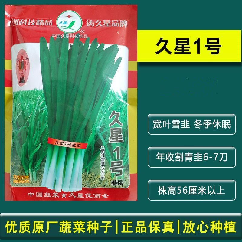 久星1号宽叶雪韭种子抗病抗寒叶丛紧凑直立抗倒伏