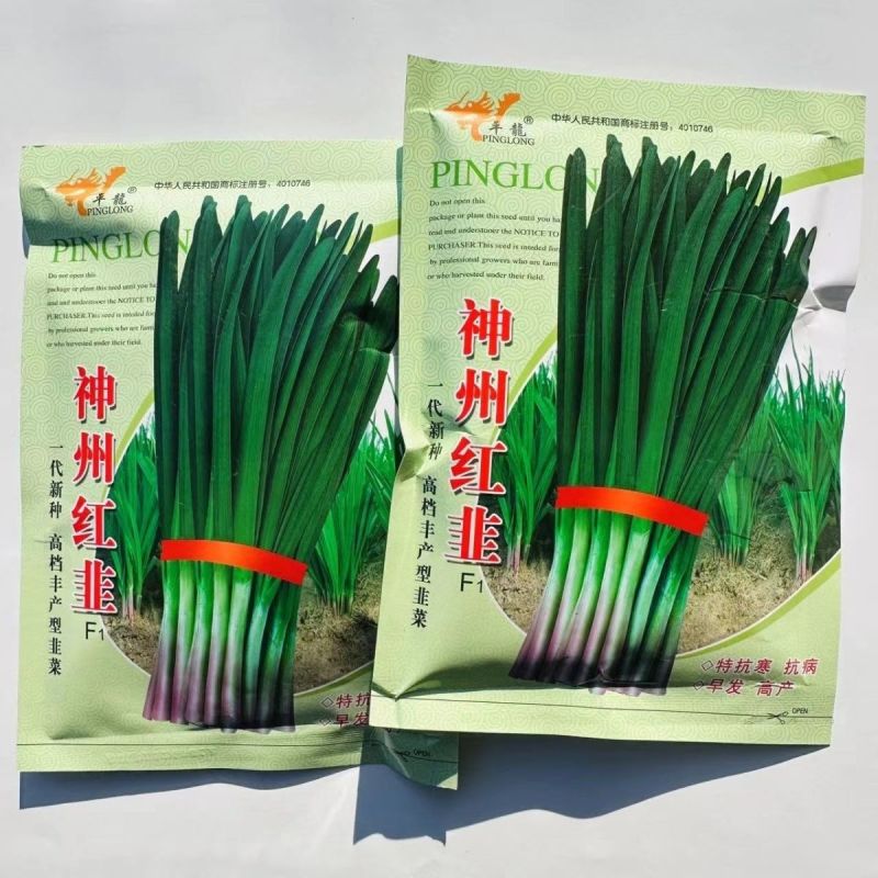 神州红根韭菜种子抗病耐热叶片肥厚不打弯辛香味浓