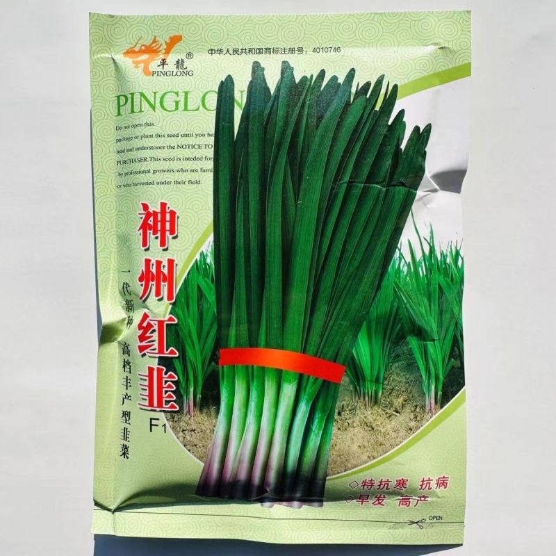神州红根韭菜种子抗病耐热叶片肥厚不打弯辛香味浓