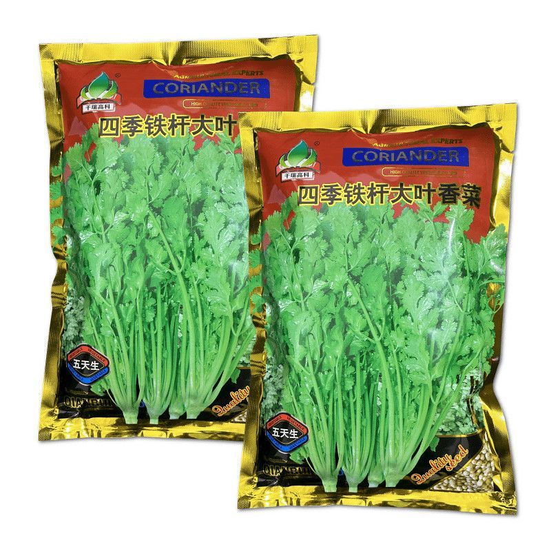 四季铁杆大叶香菜种子耐热耐寒香味浓晚抽苔叶片大