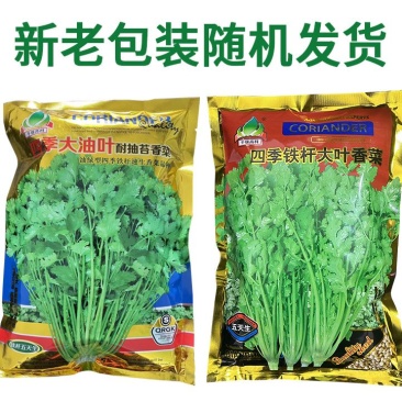 四季铁杆大叶香菜种子耐热耐寒香味浓晚抽苔叶片大
