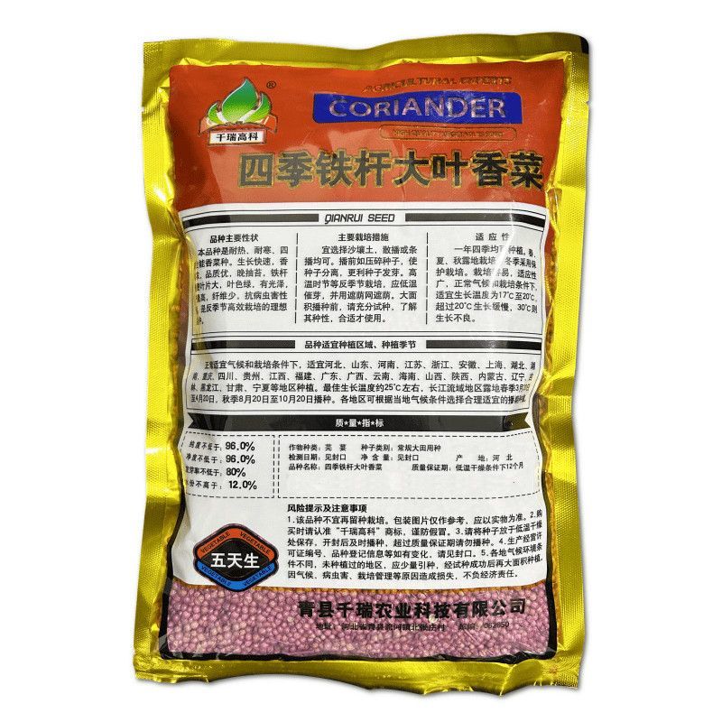 四季铁杆大叶香菜种子耐热耐寒香味浓晚抽苔叶片大