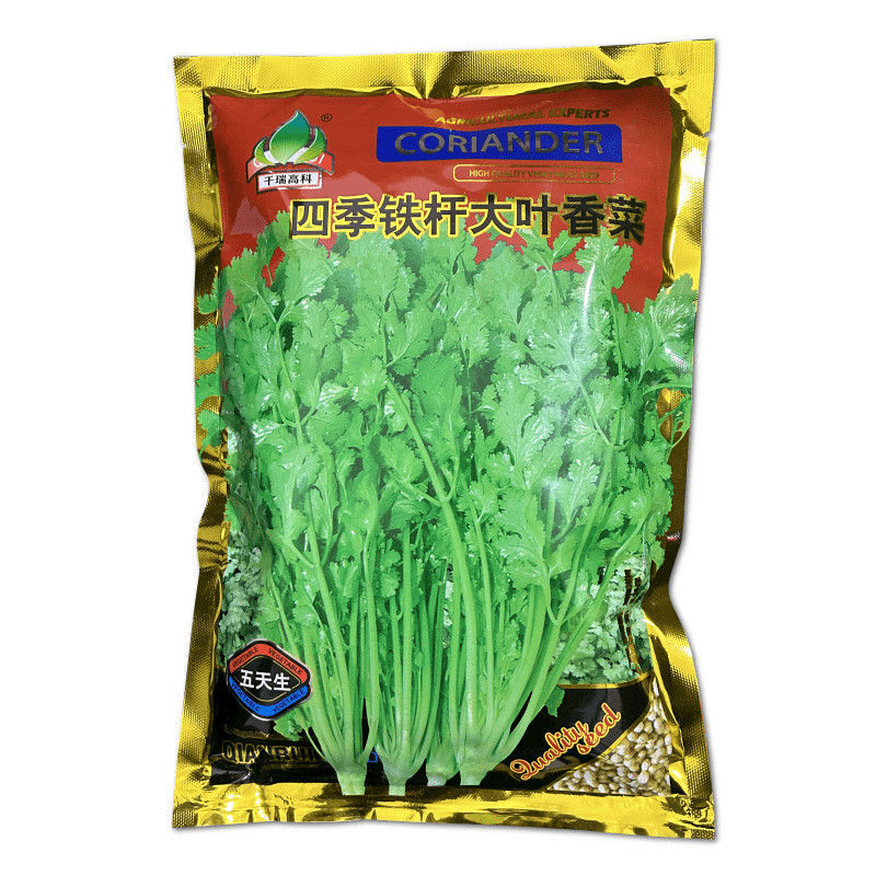 四季铁杆大叶香菜种子耐热耐寒香味浓晚抽苔叶片大