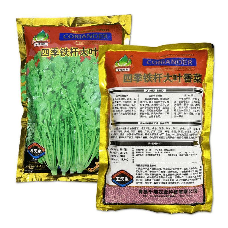 四季铁杆大叶香菜种子耐热耐寒香味浓晚抽苔叶片大