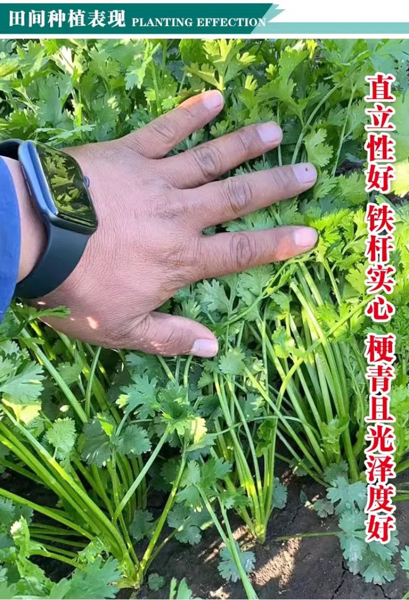 四季铁杆大叶香菜种子耐热耐寒香味浓晚抽苔叶片大