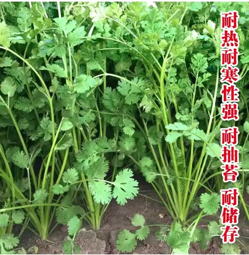 四季铁杆大叶香菜种子耐热耐寒香味浓晚抽苔叶片大