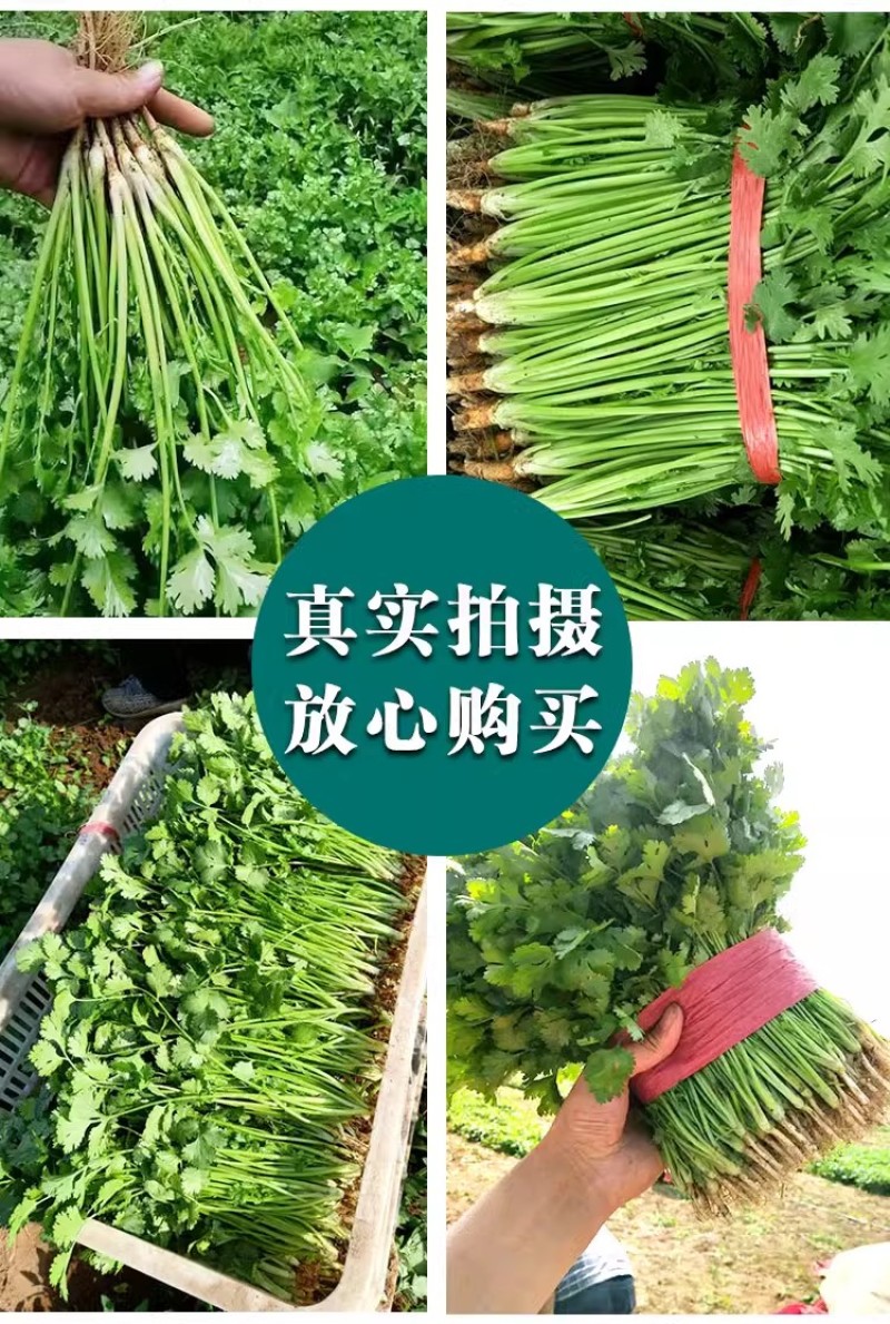 四季铁杆大叶香菜种子耐热耐寒香味浓晚抽苔叶片大