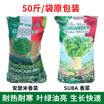 四季安瑟米大叶香菜种子耐热耐寒叶绿油亮耐抽苔