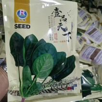 壹品天下菠菜种子尖圆叶叶色深绿肥厚抗病红头耐热耐