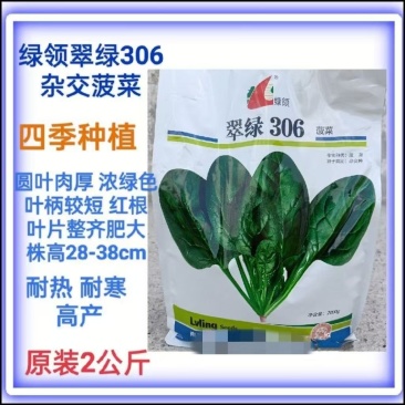 翠绿306菠菜种子杂交菠菜种子叶柄短稍圆肉厚浓绿