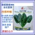 翠绿306菠菜种子杂交菠菜种子叶柄短稍圆肉厚浓绿