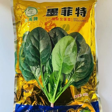 墨菲特菠菜种子叶片椭圆墨绿叶片大易捆扎抗热耐抽苔