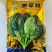 墨菲特菠菜种子叶片椭圆墨绿叶片大易捆扎抗热耐抽苔