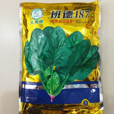 班德187菠菜种子红根杂交菠菜叶片墨绿抗病耐抽苔