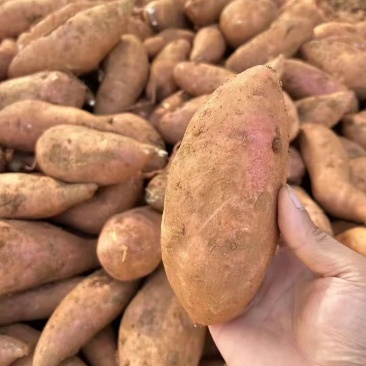 红薯龙九红薯现挖现发条形好规格齐全货源充足