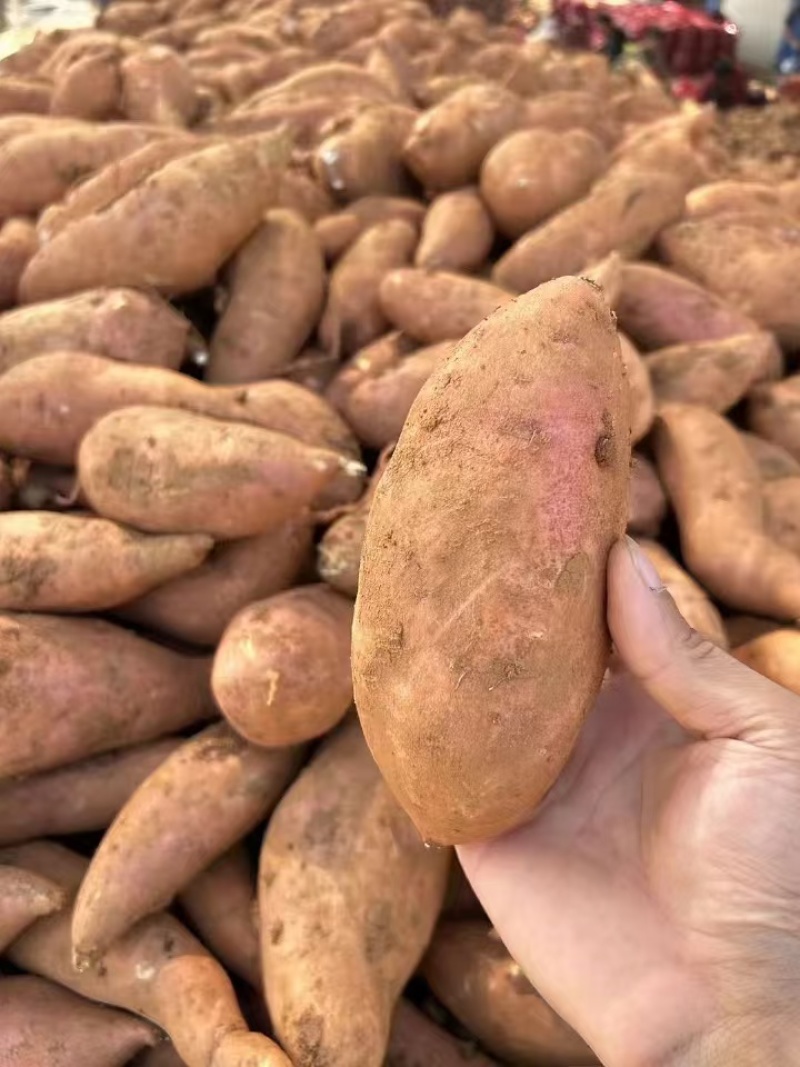红薯龙九红薯现挖现发条形好规格齐全货源充足