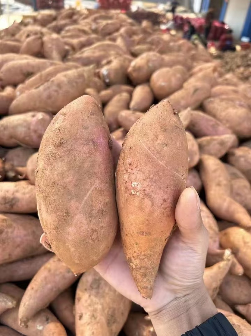 红薯龙九红薯现挖现发条形好规格齐全货源充足