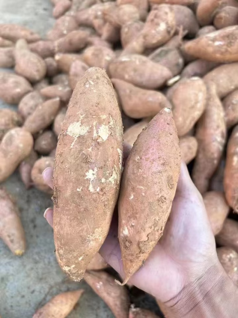 红薯龙九红薯现挖现发条形好规格齐全货源充足