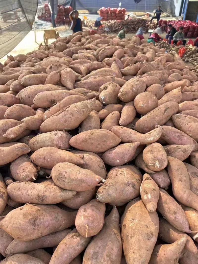 红薯龙九红薯现挖现发条形好规格齐全货源充足
