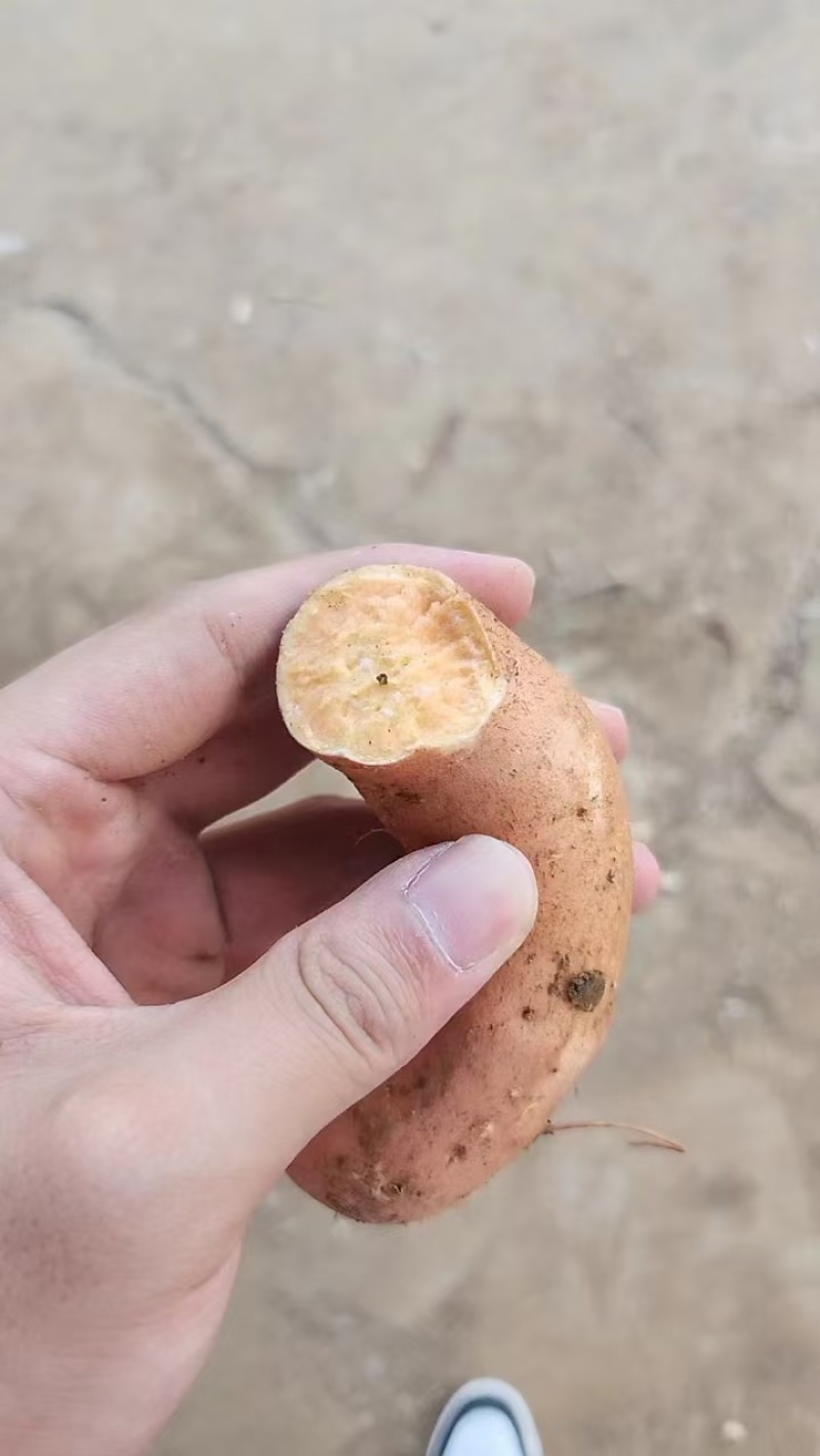 红薯龙九红薯现挖现发条形好规格齐全货源充足