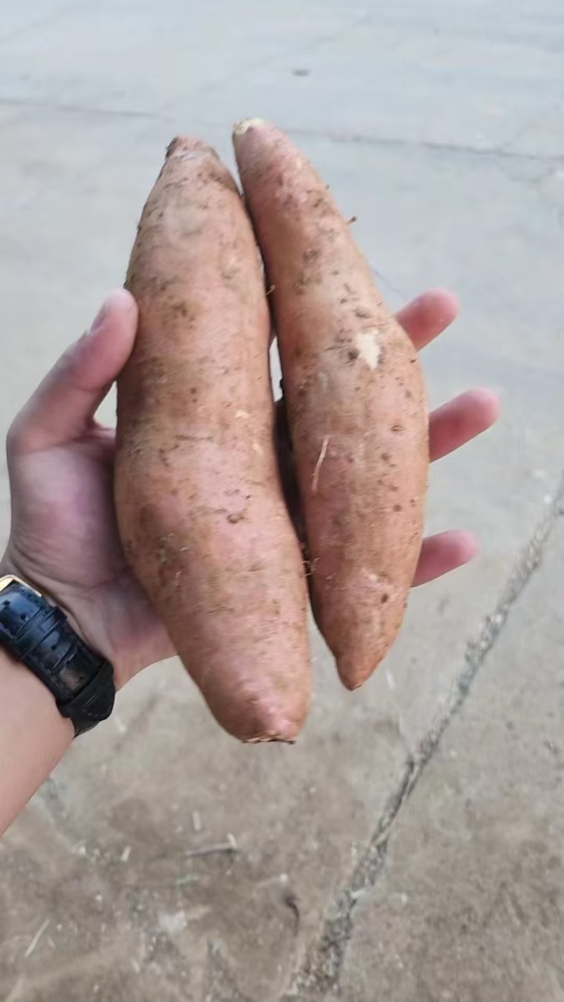 红薯龙九红薯现挖现发条形好规格齐全货源充足