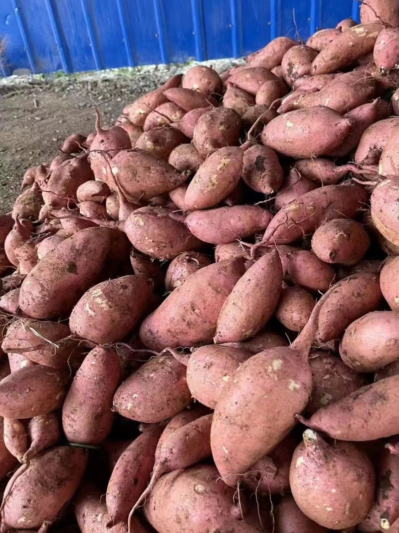红薯龙九红薯现挖现发条形好规格齐全货源充足
