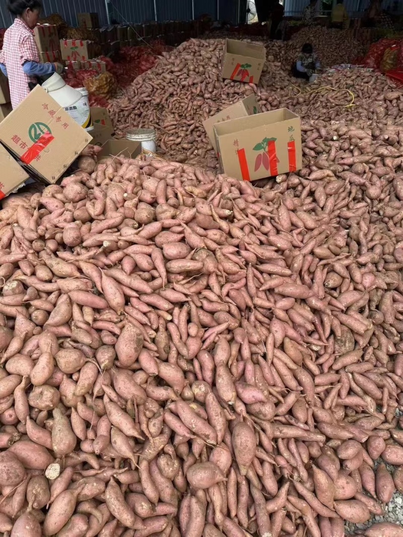红薯龙九红薯现挖现发条形好规格齐全货源充足