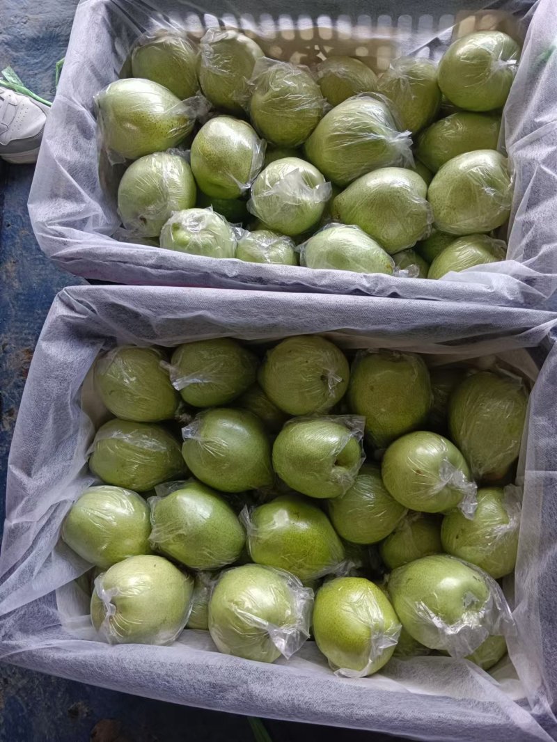 河北泊头皇冠梨.新梨七号已大量上市，可视频看货欢迎下单
