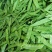 改良11号软荚荷兰豆种子红花清甜脆嫩基地种植