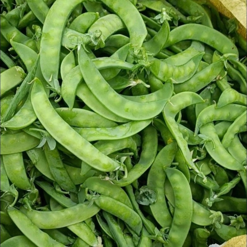 改良11号软荚荷兰豆种子红花清甜脆嫩基地种植