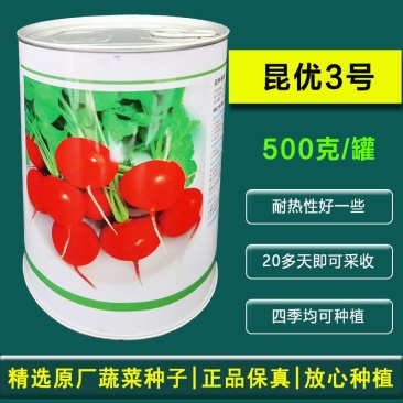 昆优3号樱桃萝卜种子抗病肉质致密耐糠心清爽可口