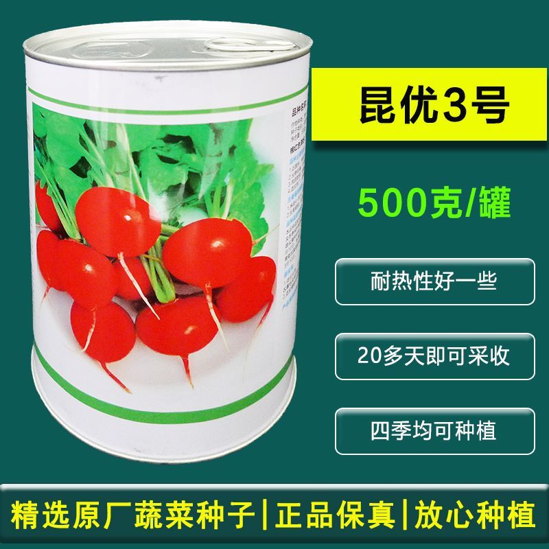 昆优3号樱桃萝卜种子抗病肉质致密耐糠心清爽可口