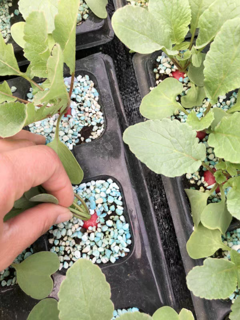 昆优3号樱桃萝卜种子抗病肉质致密耐糠心清爽可口