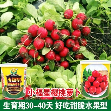 小福星樱桃萝卜种子细嫩脆甜生长快生吃樱桃小萝卜种子