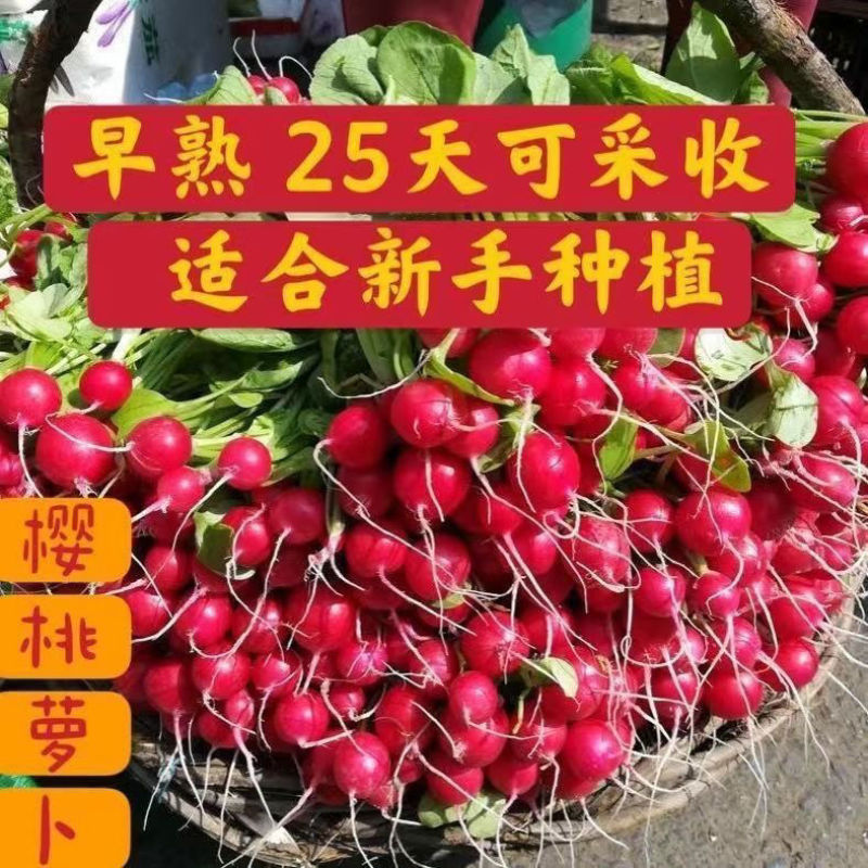 小福星樱桃萝卜种子细嫩脆甜生长快生吃樱桃小萝卜种子
