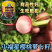 小福星樱桃萝卜种子细嫩脆甜生长快生吃樱桃小萝卜种子