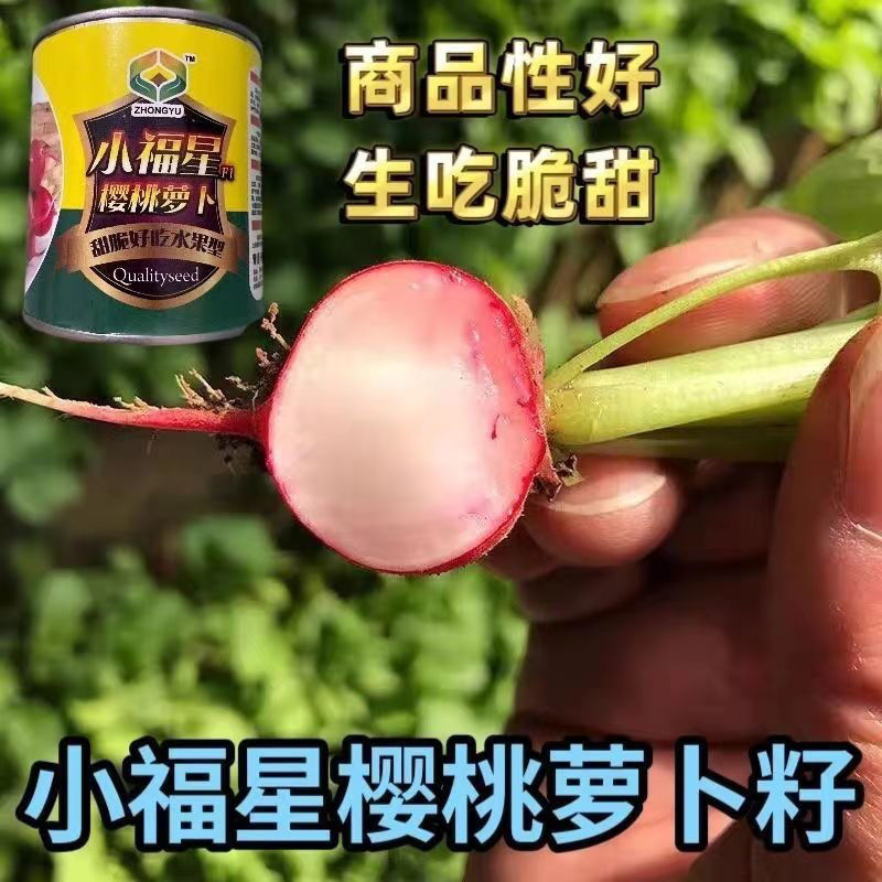 小福星樱桃萝卜种子细嫩脆甜生长快生吃樱桃小萝卜种子