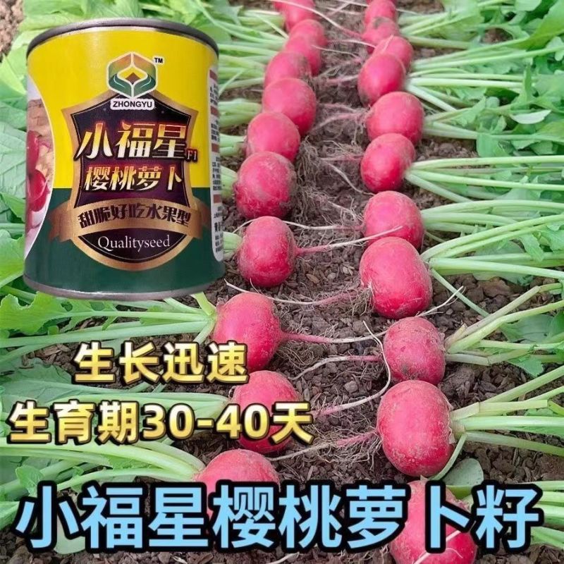 小福星樱桃萝卜种子细嫩脆甜生长快生吃樱桃小萝卜种子