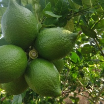 广东台山香水柠檬货源充足自家种植价格实惠电话联系