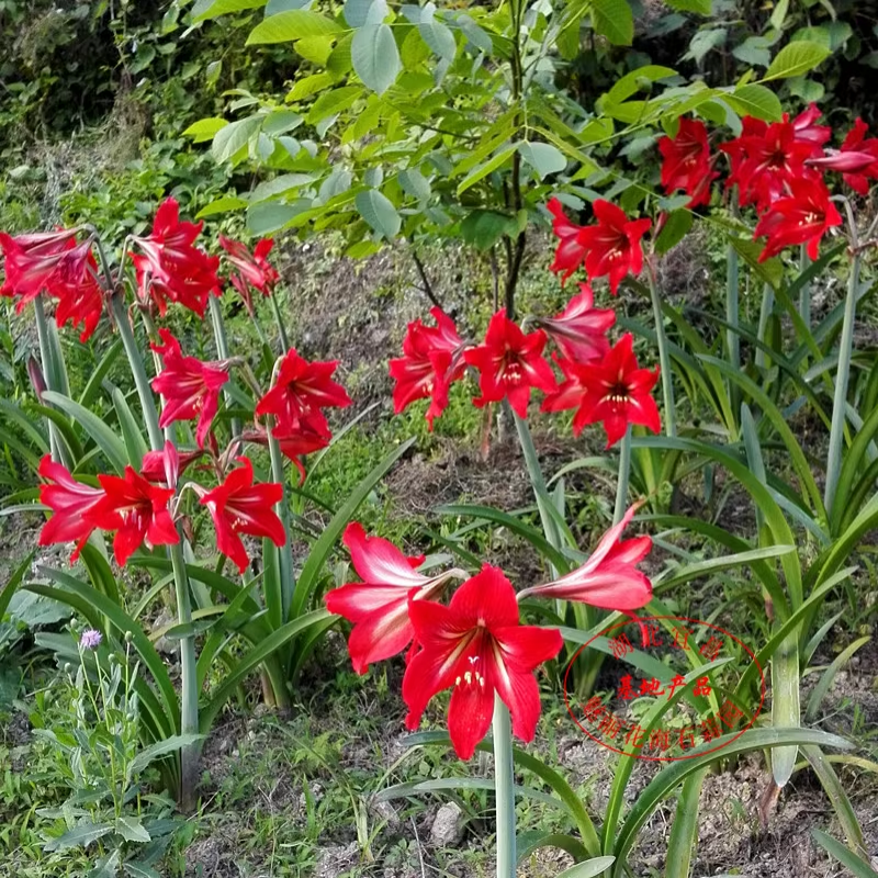 多年生朱顶红球种花卉植物大全四季开花进口重瓣种球盆栽室内