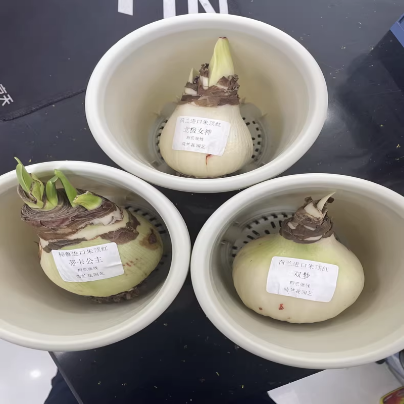 多年生朱顶红球种花卉植物大全四季开花进口重瓣种球盆栽室内