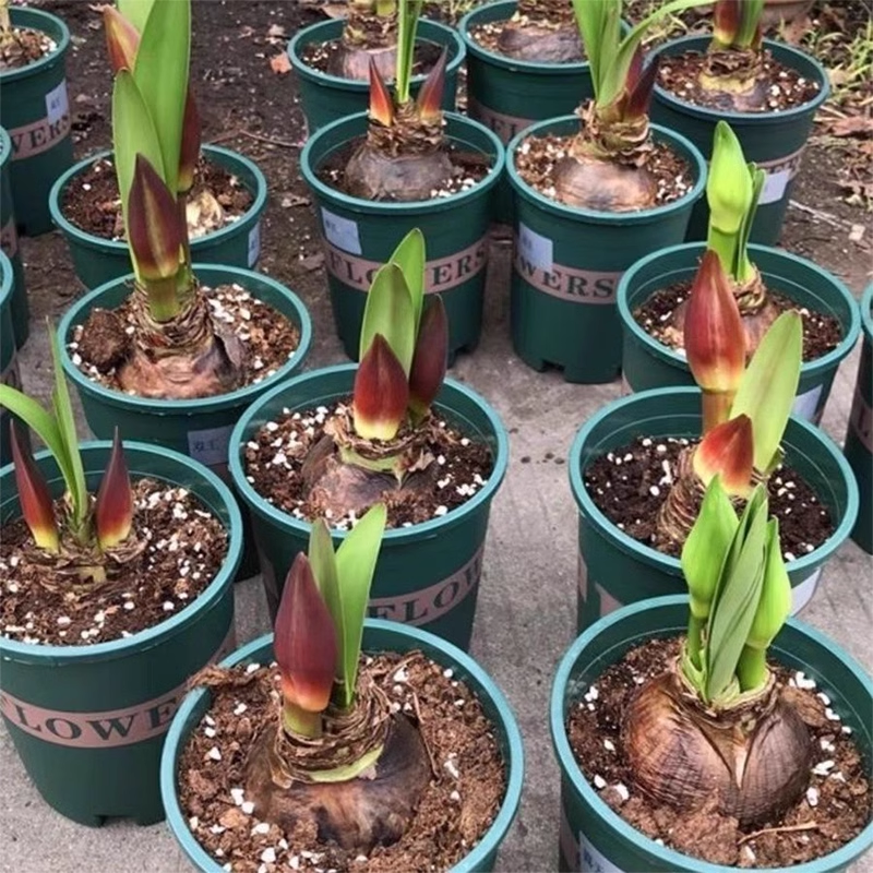 多年生朱顶红球种花卉植物大全四季开花进口重瓣种球盆栽室内