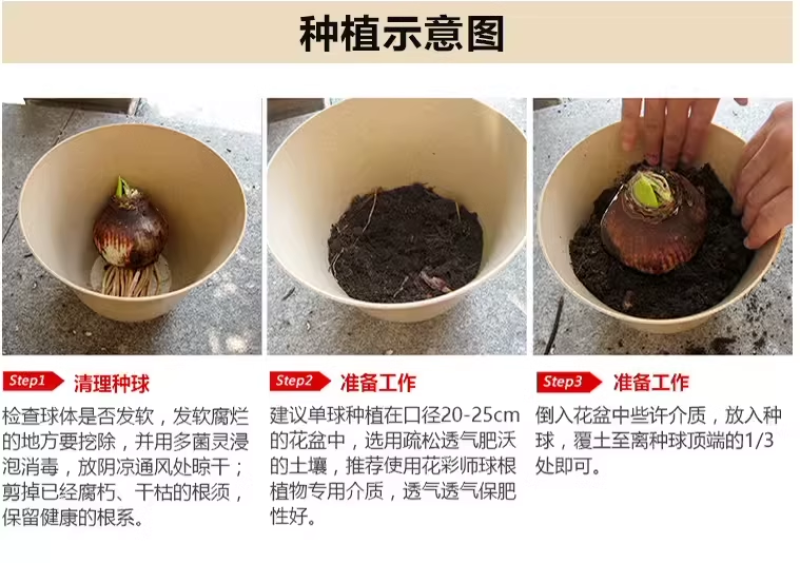 多年生朱顶红球种花卉植物大全四季开花进口重瓣种球盆栽室内