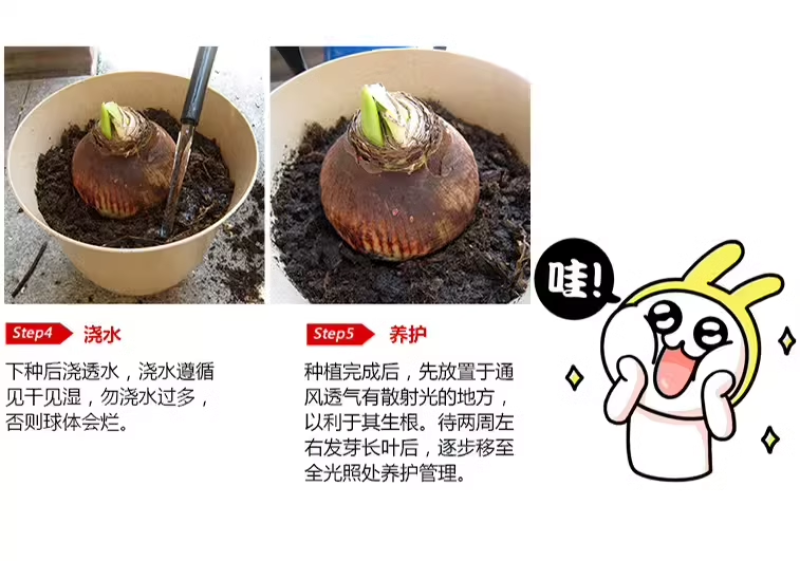 多年生朱顶红球种花卉植物大全四季开花进口重瓣种球盆栽室内