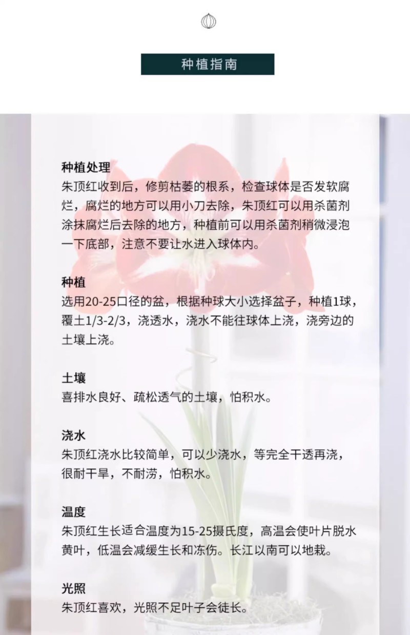 多年生朱顶红球种花卉植物大全四季开花进口重瓣种球盆栽室内
