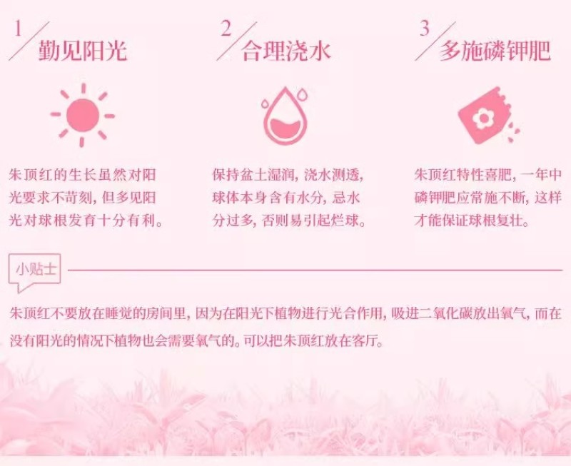 多年生朱顶红球种花卉植物大全四季开花进口重瓣种球盆栽室内